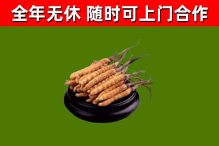 五华县烟酒回收冬虫夏草.jpg