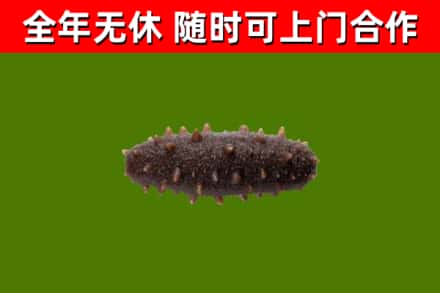 五华县烟酒回收干海参.jpg